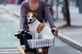 brooklyn bikes and dogs